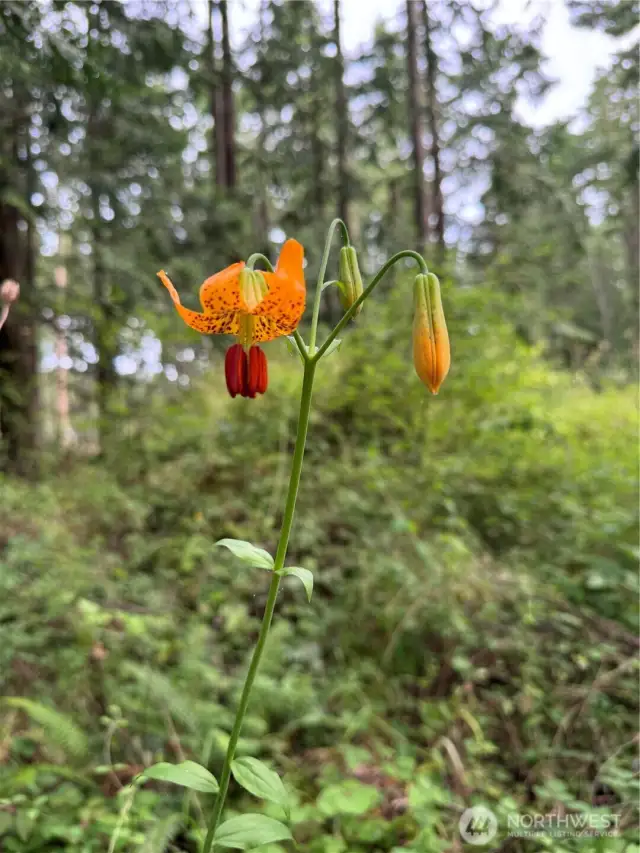 A wild lily tucked in the salal