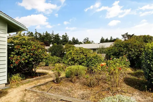 Back yard/garden