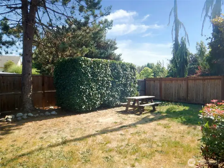 mature hedges shelter the back yard