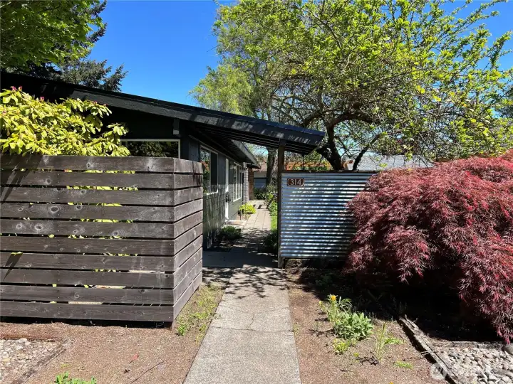 Seller Provided Photo Of Japanese Maple