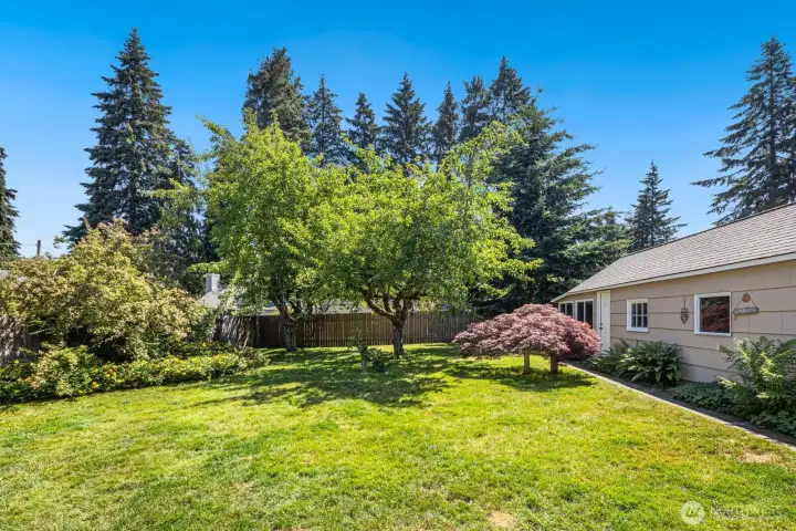 Beautiful green backyard is fully fenced and has 2 large, producing apple trees.