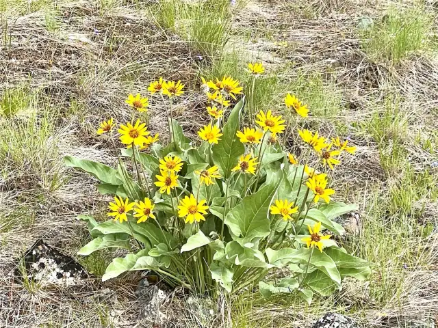 Spring Flowers