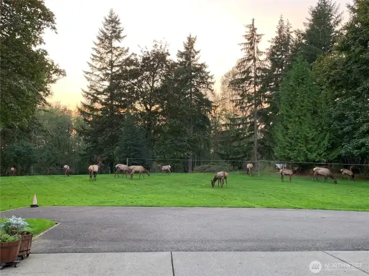 Wild Elk may to visit and graze in the pasture for a rare opportunity to enjoy nature at your doorstep.