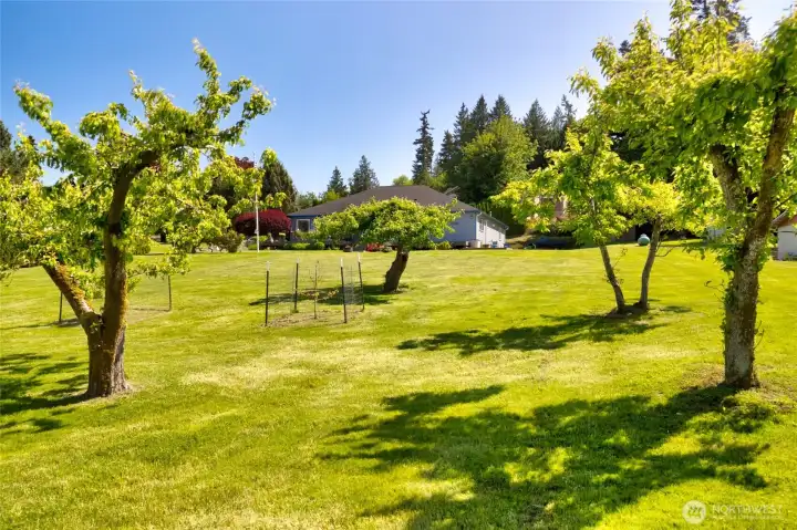 Fruit trees Fruit trees