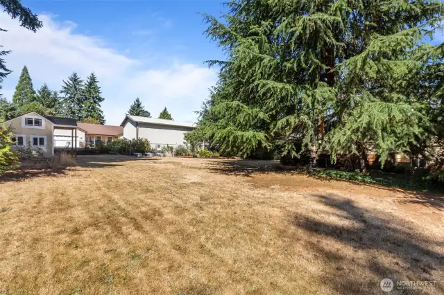 View of backyard.