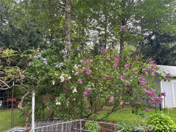 Lilacs are in full Bloom Lilacs are in full Bloom