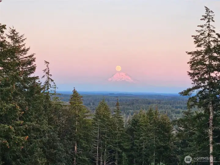 This view of Mount Rainier feels almost surreal w/the snow-capped peak rising through layers of mist & clouds while towering evergreens frame the landscape like something straight out of a Pacific Northwest tourism campaign that accidentally became your actual backyard. And honestly, this scenery says a lot about the character of Shelton itself because this entire area was built around the surrounding forests, logging industry and deep connection to nature that still defines the culture here today. Shelton has long been known for its timber history & also earned the nickname “Christmas Town USA” thanks to the region’s extensive Christmas tree cultivation, which feels very believable once you see just how endlessly green and forested everything surrounding this property truly is. At the same time, the nearby waterways and oyster cultivation industries helped shape the area’s maritime roots as well, creating this fascinating blend of rugged independence, outdoor lifestyle & PNW Heritage.