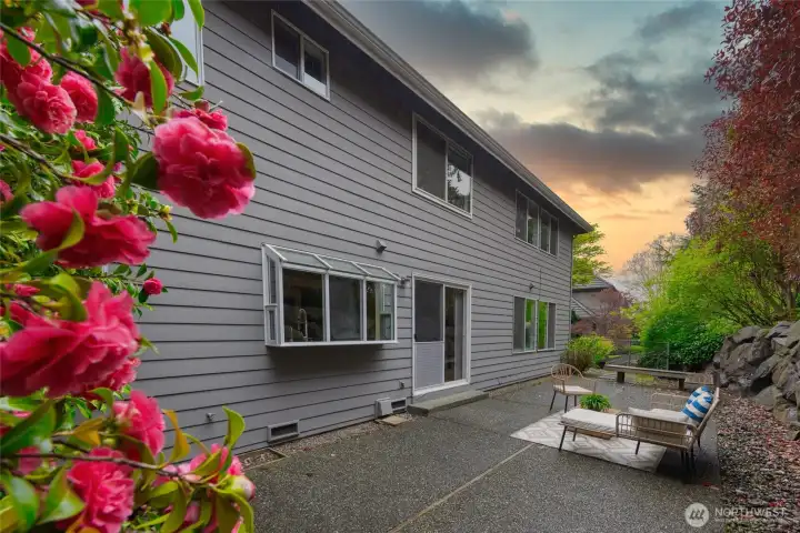 Backyard with beautiful camellia tree.
