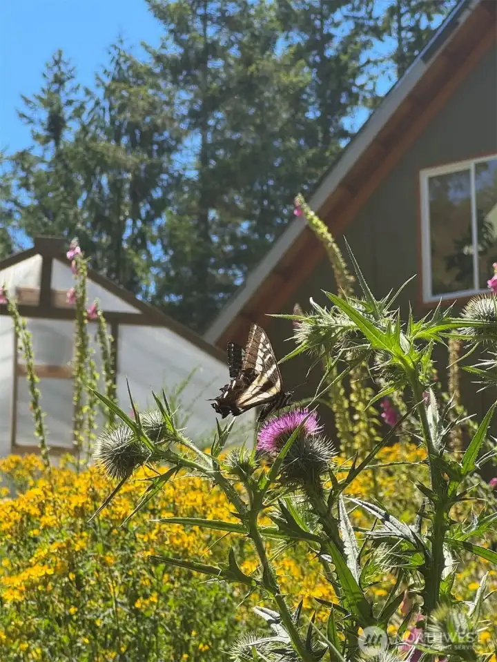 A thriving ecosystem welcomes butterflies, bees, birds, and other beneficial wildlife throughout the property.
