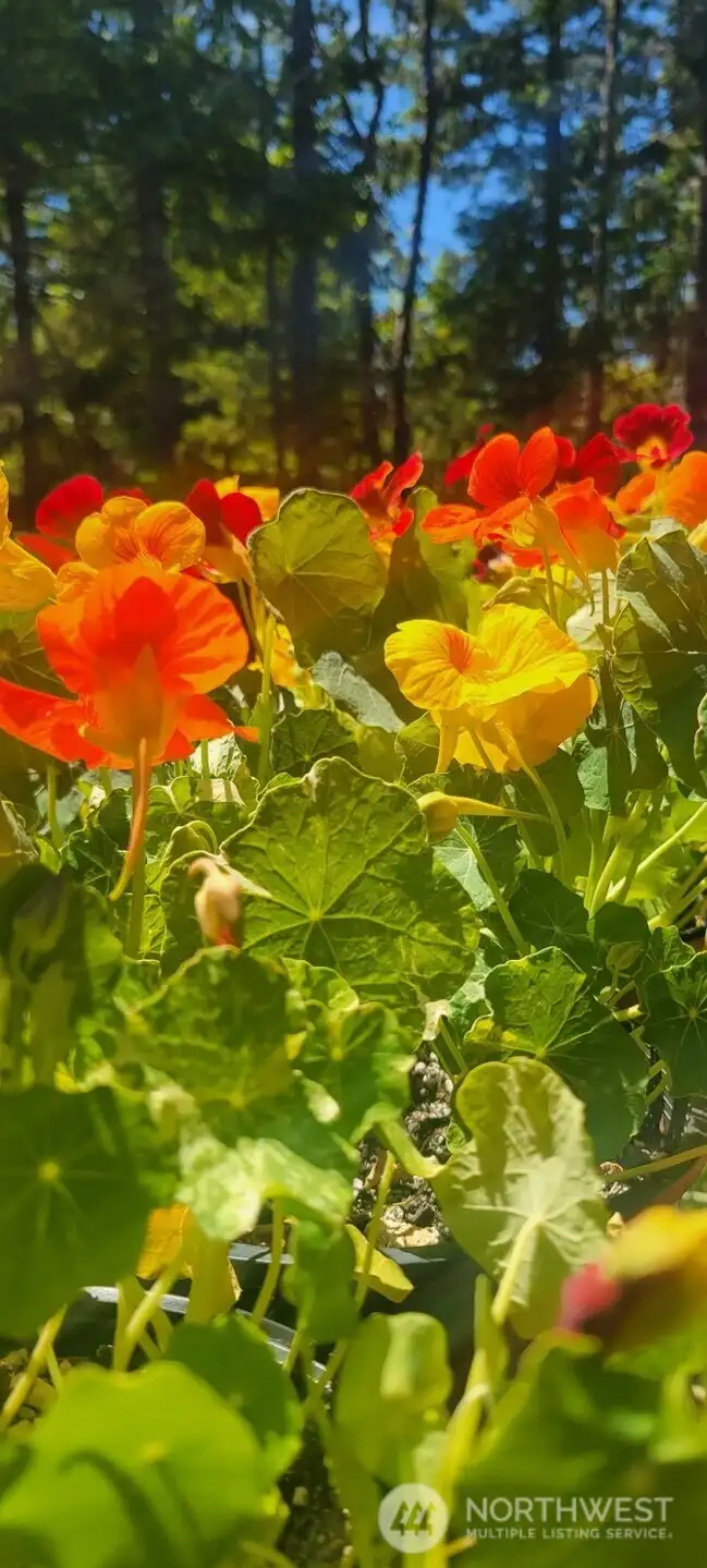 Edible flowers and companion plantings are woven throughout the gardens, blending beauty with purpose.
