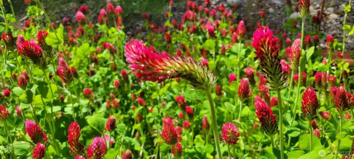 Crimson clover enriches the soil naturally while providing valuable forage for pollinators.