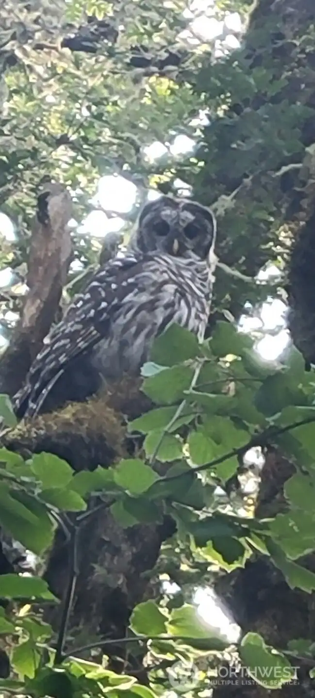 Wildlife sightings are part of everyday life, with owls, eagles, and other native species often visiting the property.