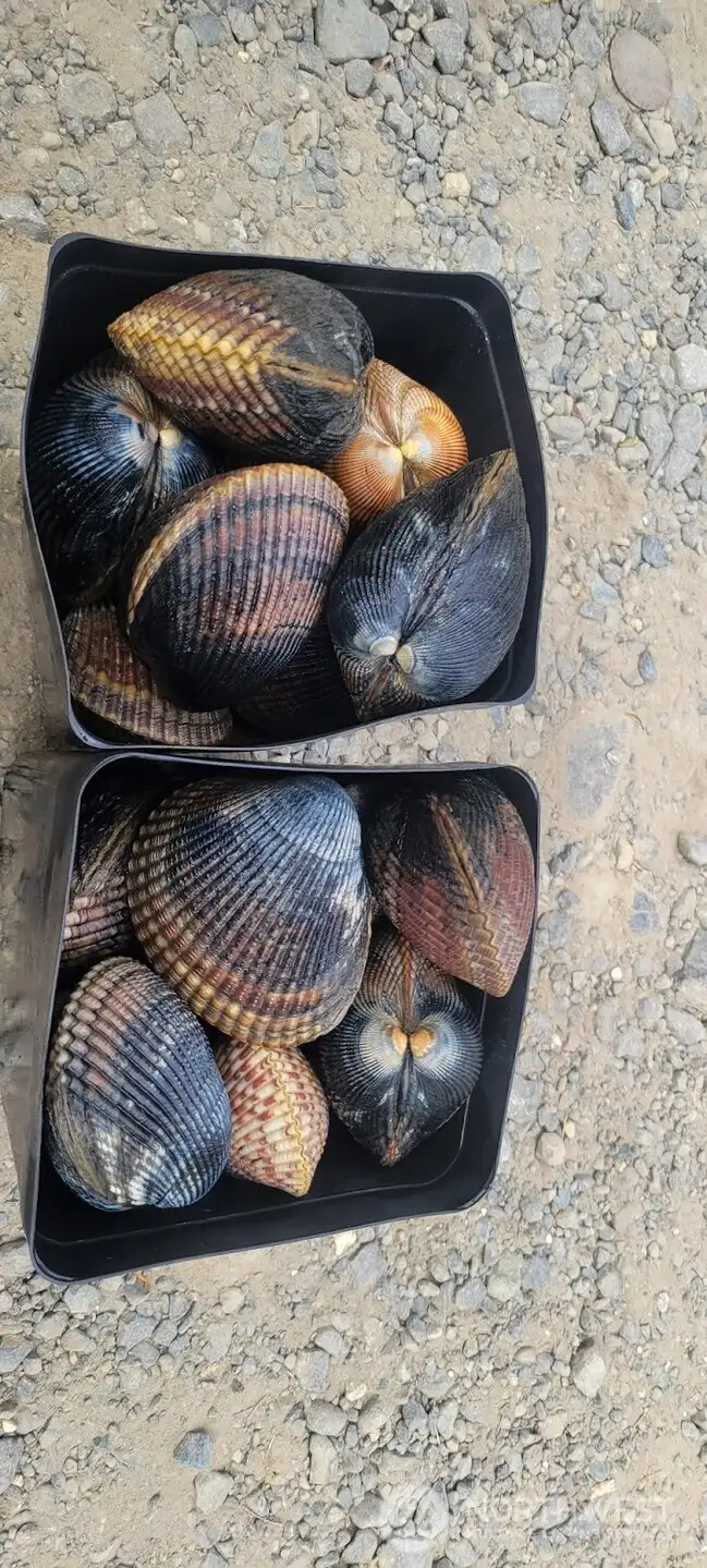 Fresh shellfish harvesting is just minutes away along Hood Canal.