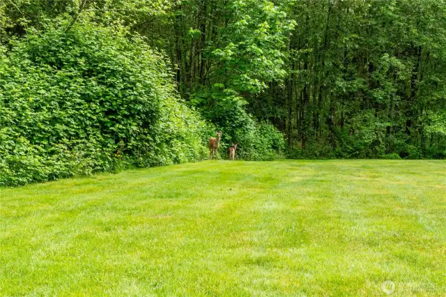 Frequent visitors from forested back yard.