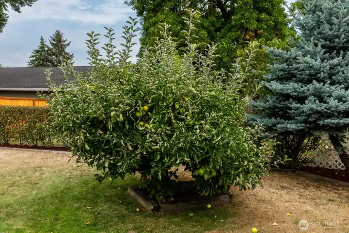 Apple tree!