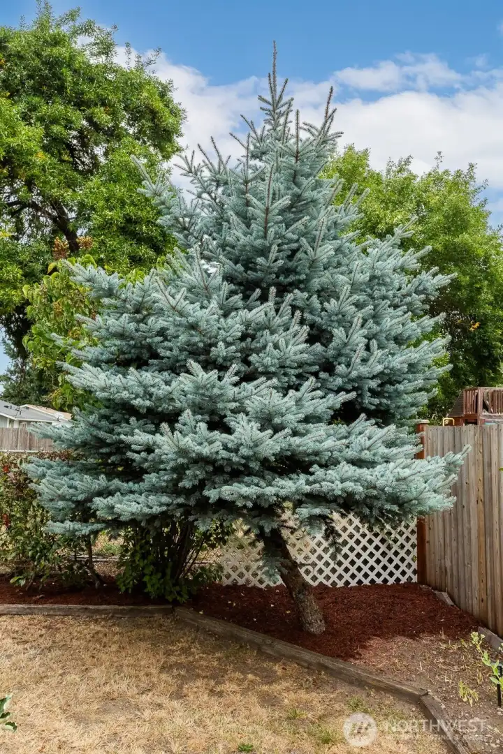 Blue spruce tree!