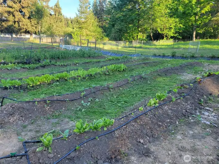 Spring Garden from last year