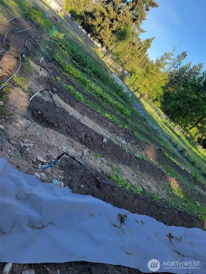 Spring garden from last year