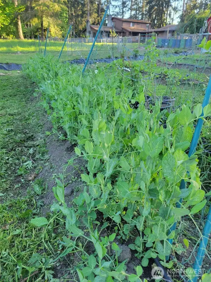 Spring Garden from last year
