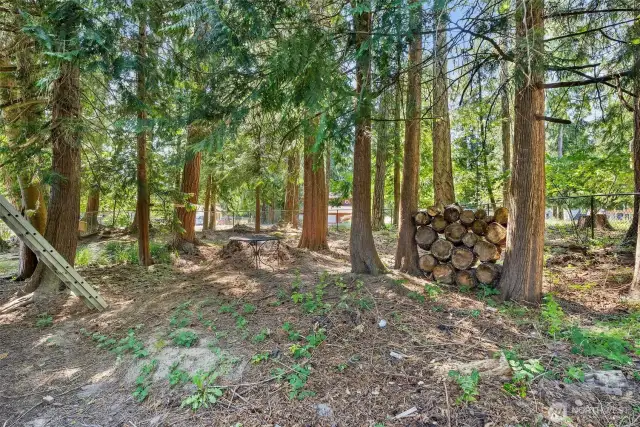 Wood Stock Pile Cut & Ready For Use in the Cozy Wood Stove!