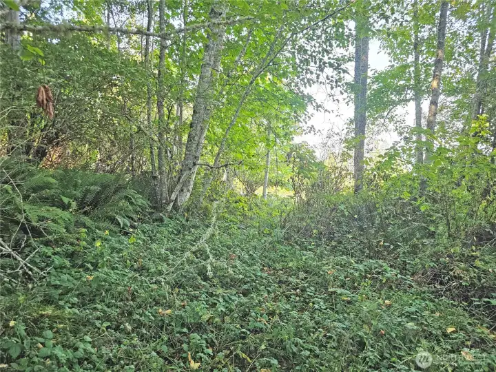 There is no driveway onto the property at this time, but there is a fairly open space in the middle of the property. With a bit more clearing, it could be a great home site!