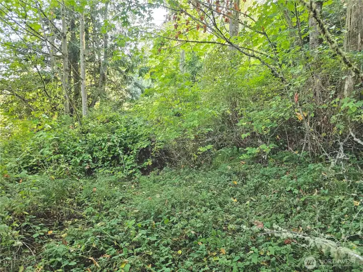 Some different angles looking at the open space on the property.