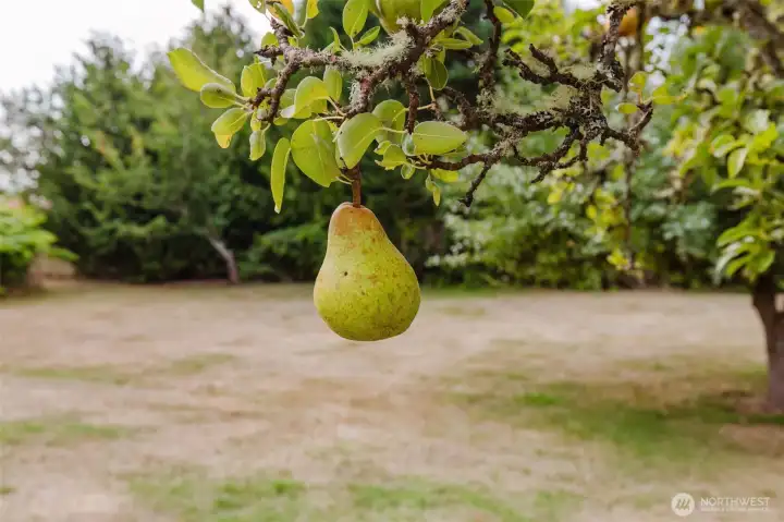 ~ Pears ~