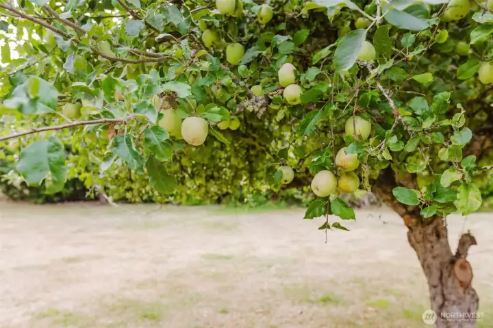 ~ Apples ~