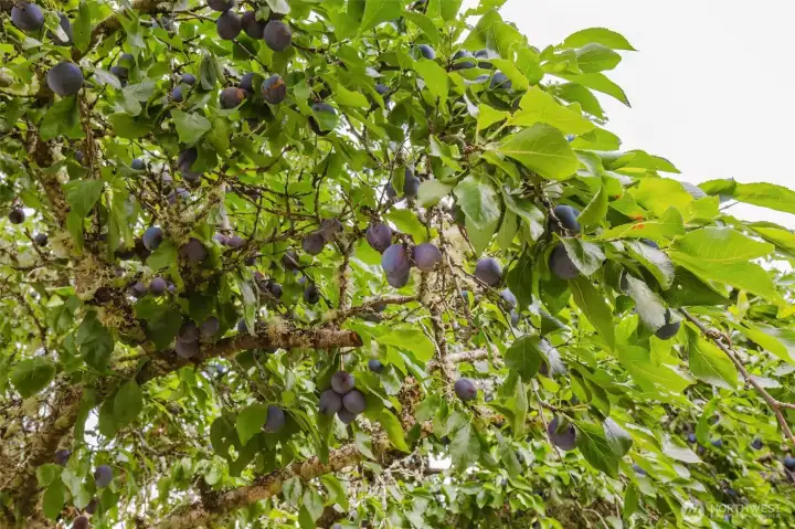 ~ Plums ~