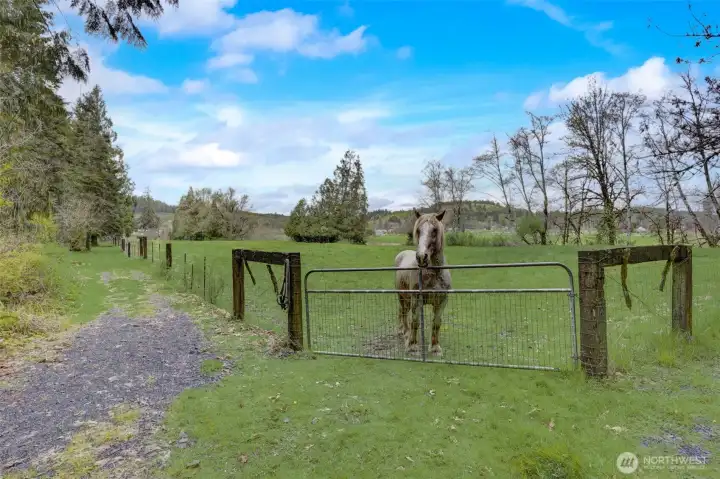 From the horses mouth.../David the horse loves to give tours  come visit the farm