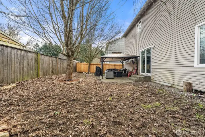 Backyard - clover lawn is coming in for spring!