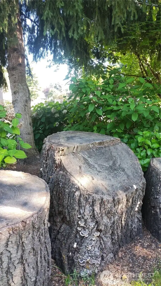 Landscape features in the front yard