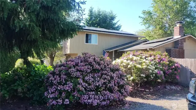 Here is a close up of the Rhodies
