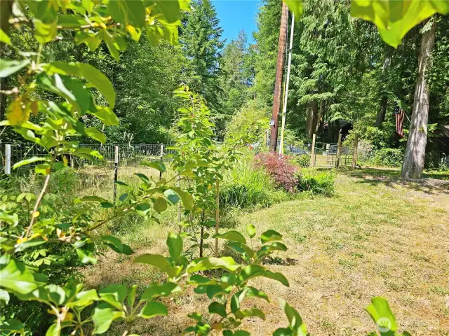 Fruit trees and landscaping in the front yard.