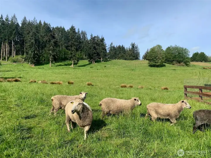 Fully fenced and ready for your waterfront mini farm, this extraordinary property also offers the potential to build an additional home on 10 acres — creating endless possibilities for expansion, investment, or legacy living.