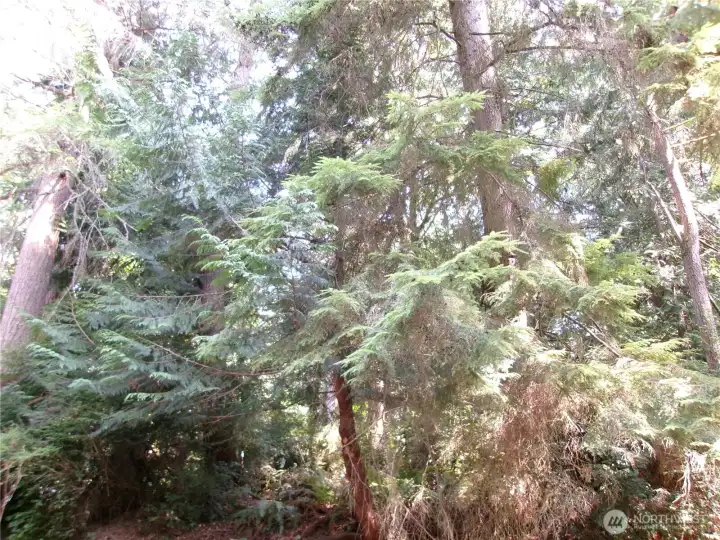 Mature growth trees allow for added privacy and shade during those hot summer days.