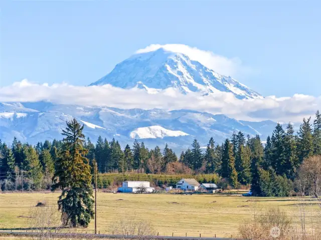 Backyard View