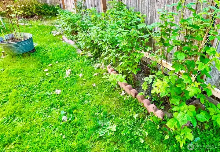 Fruit Bearing Raspberry Bushes