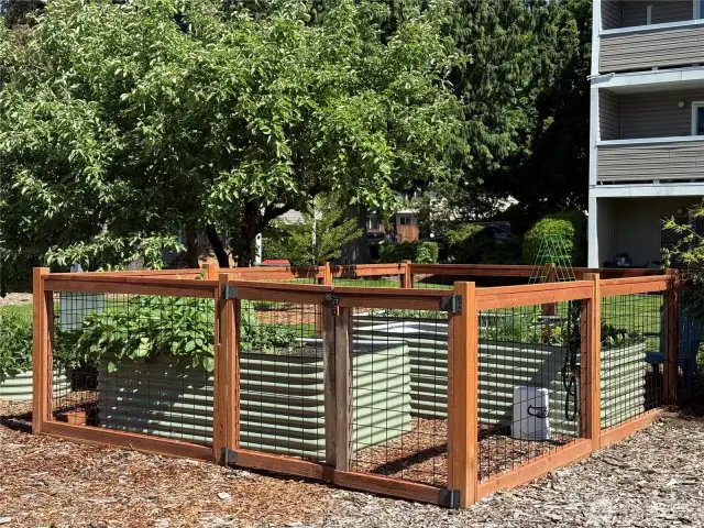 Community garden.