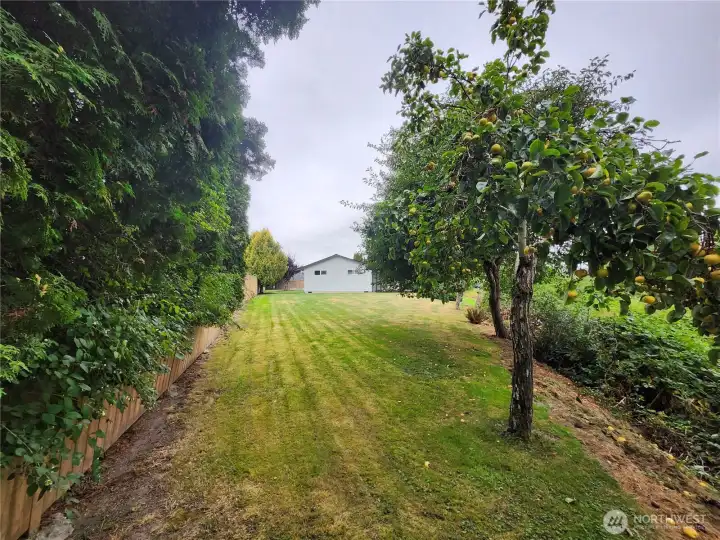 Fruit tree & large yard