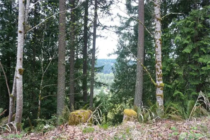 NW area view