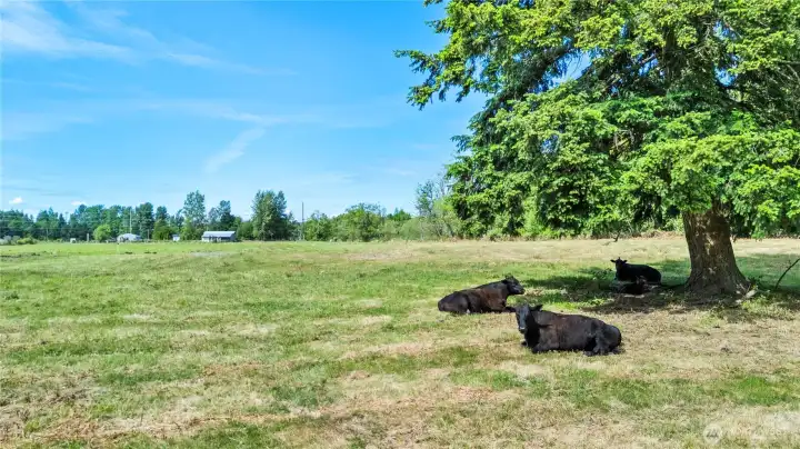 Fully-fenced pasture land ready for animals