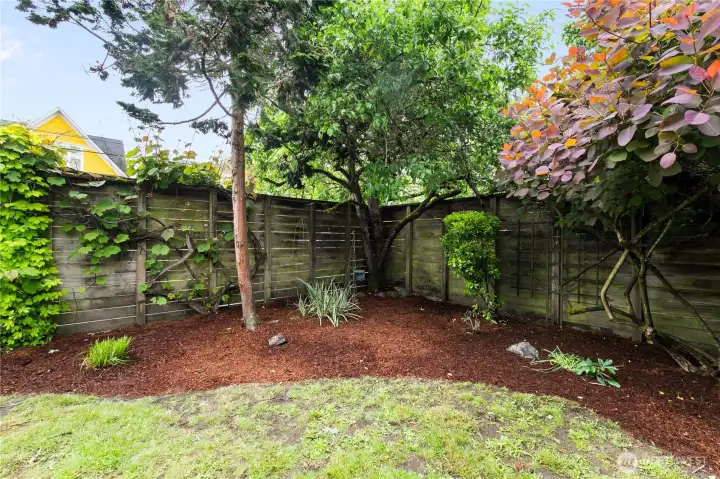 Backyard Backyard