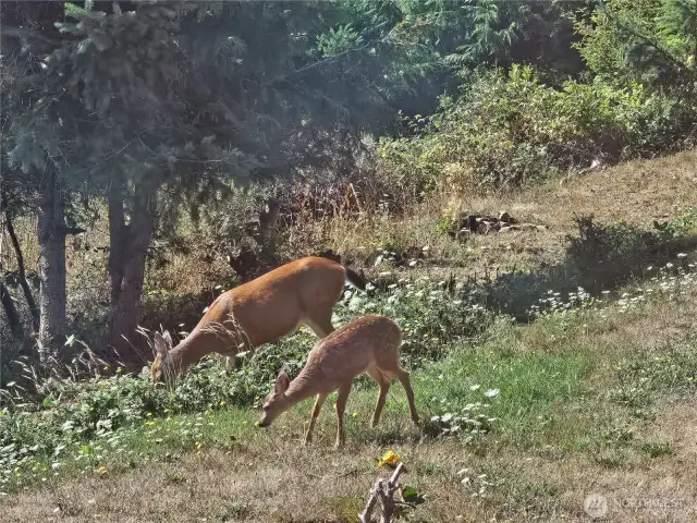 Deer