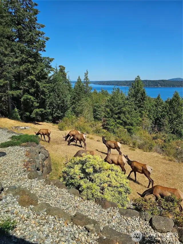 Elk