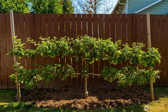 Several established fruit trees