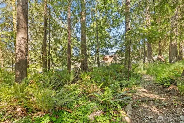 Forest trail Forest trail