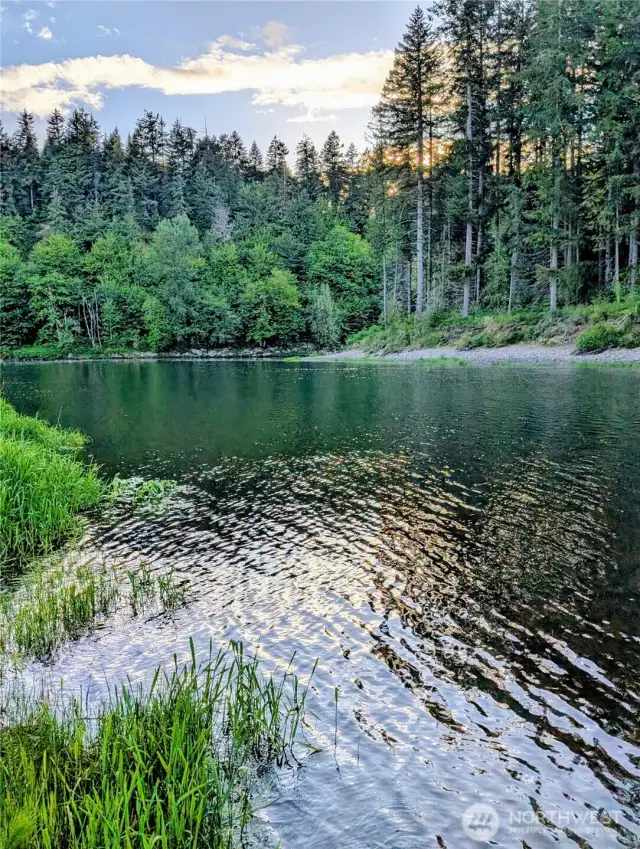 The Chehalis River's gentle curve flows through at the end of the community access trail off of Sheridan Avenue.  An easy walk leads you to this beauty!
