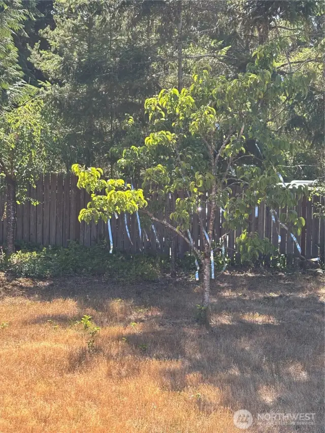 fruit trees back yard