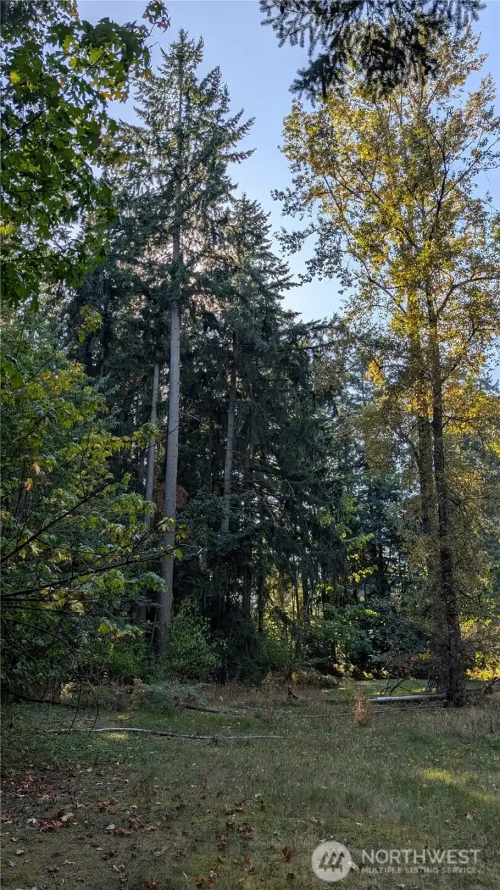 Some tall timber.